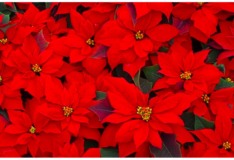 Stella Di Natale Quando Fiorisce.La Pianta Della Stella Di Natale Onegiardinaggio